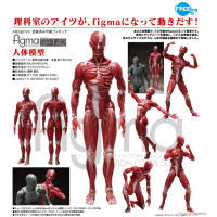 figma 人體模型